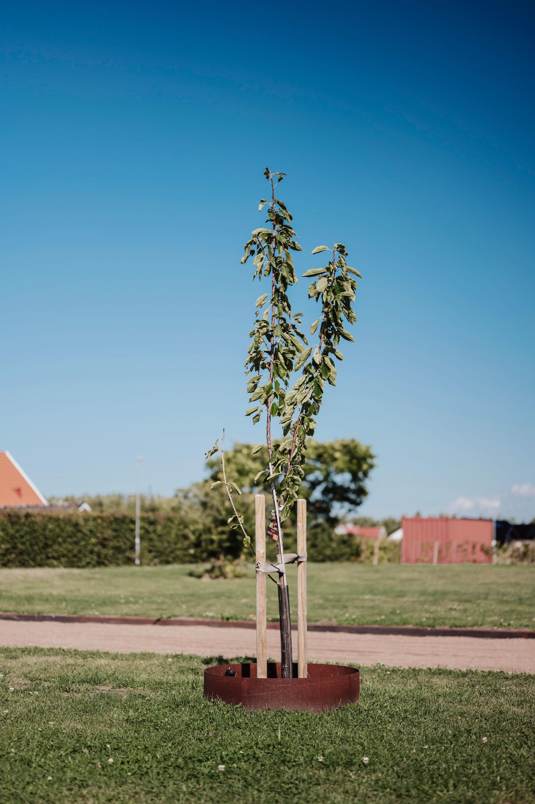 Trädring i Corten 